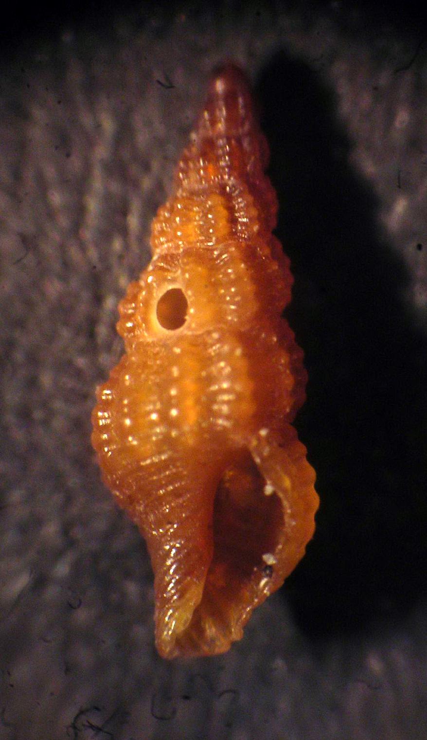 Chauvetia cf turritellata (Deshayes)